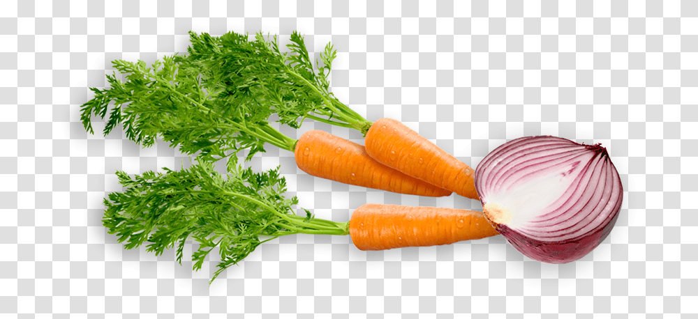 Glory Shot Onion Carrot, Plant, Vegetable, Food, Root Transparent Png