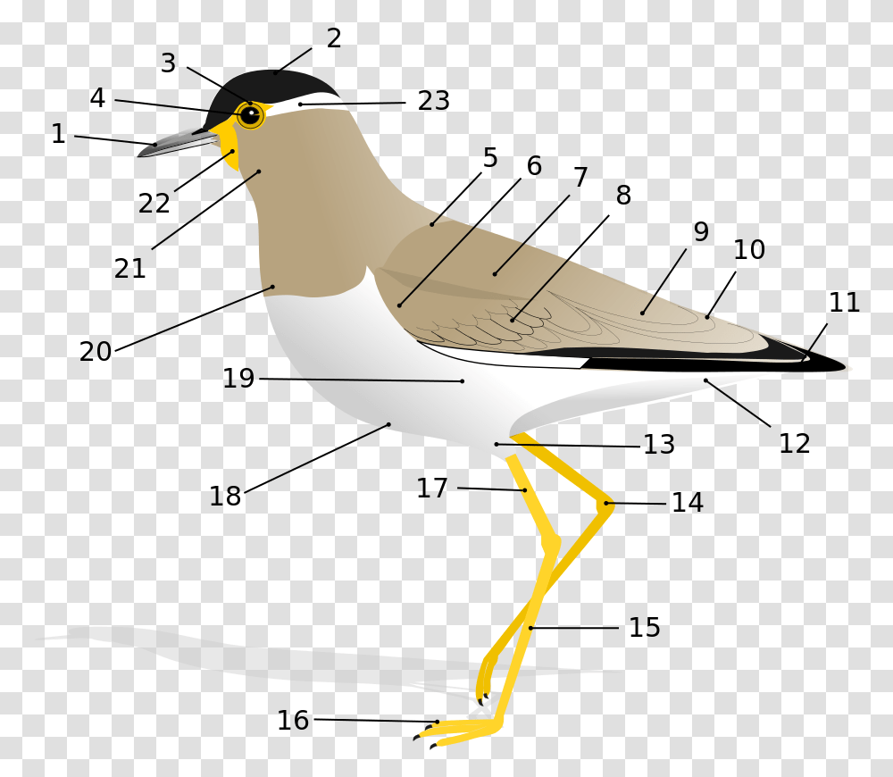 Glossary Of Bird Terms Wikipedia Anatomy Of A Bird, Animal, Beak, Airplane, Aircraft Transparent Png