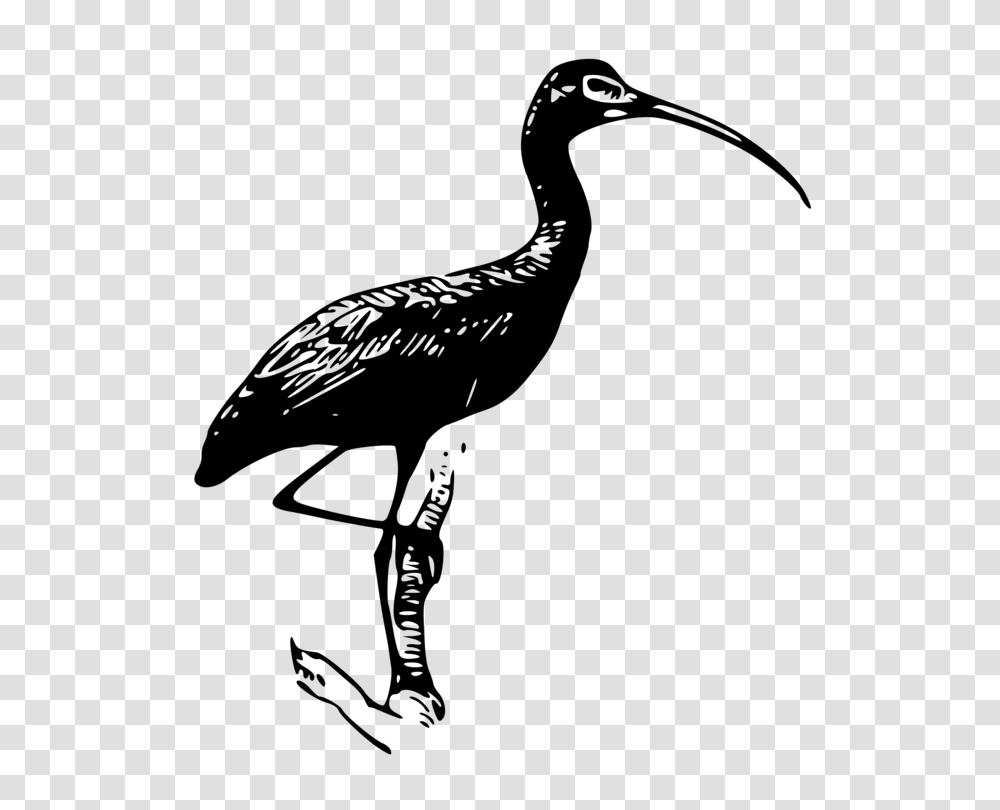 Glossy Ibis Heron Vertebrate American White Ibis, Gray, World Of Warcraft Transparent Png