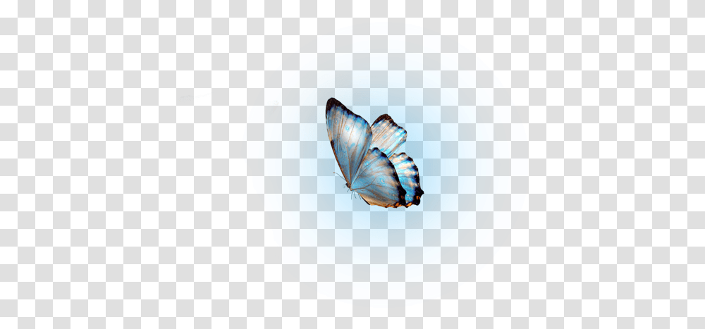 Glow Butterfly Molduras, Insect, Invertebrate, Animal, Clam Transparent Png