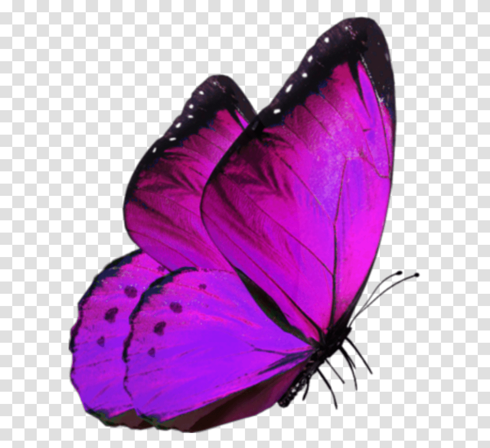 Glowing Butterfly For Editing, Insect, Invertebrate, Animal, Purple Transparent Png