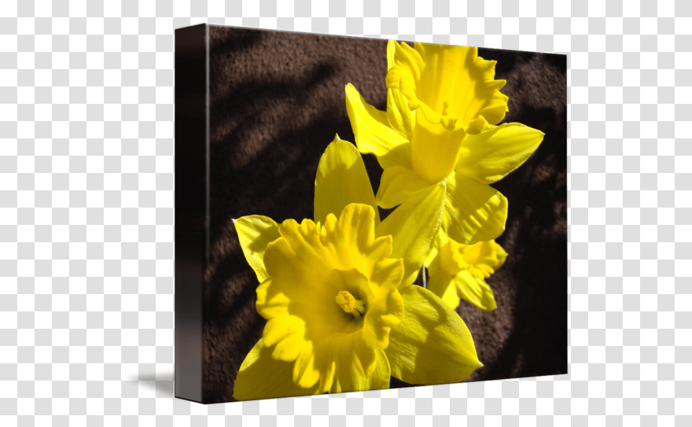 Glowing Daffodil Flowers Art Photography By Baslee Troutman Fine Prints Wild Daffodil, Plant, Blossom Transparent Png