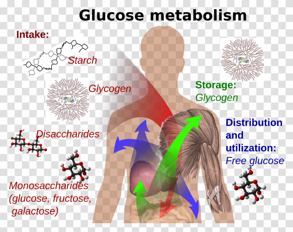 Glucose In Body, Poster, Advertisement, Flyer, Paper Transparent Png