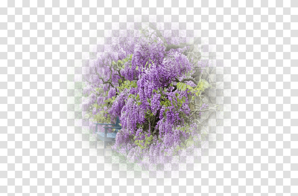 Glycine Wisteria, Plant, Flower, Blossom, Lilac Transparent Png