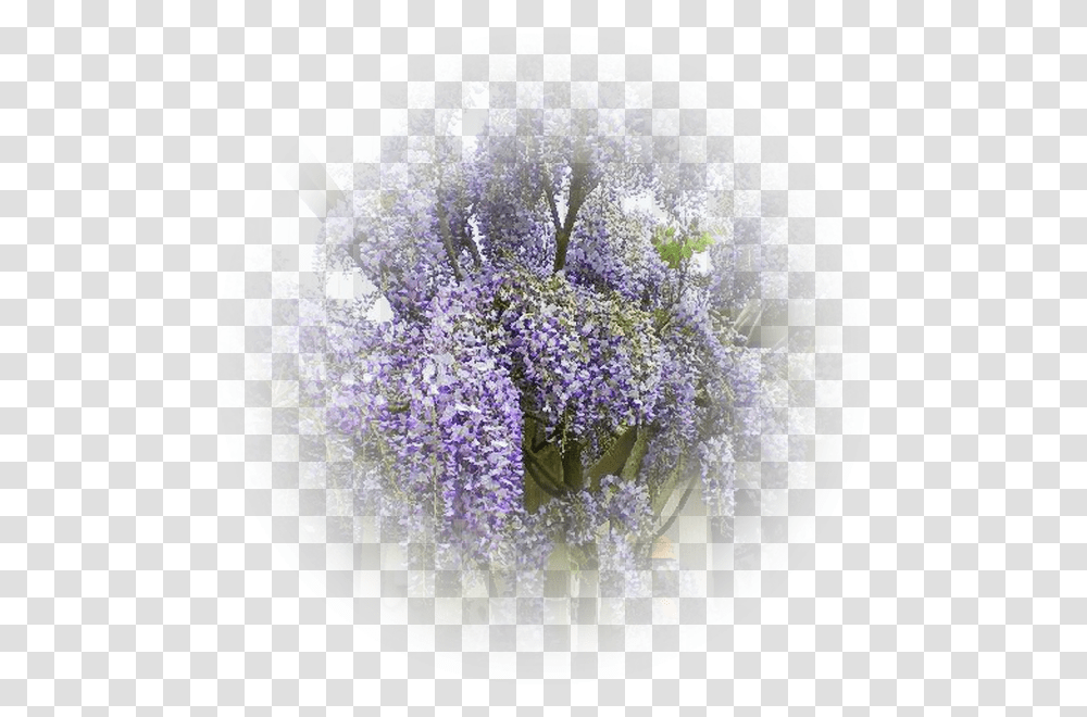 Glycine Wisteria, Plant, Flower, Blossom, Lupin Transparent Png
