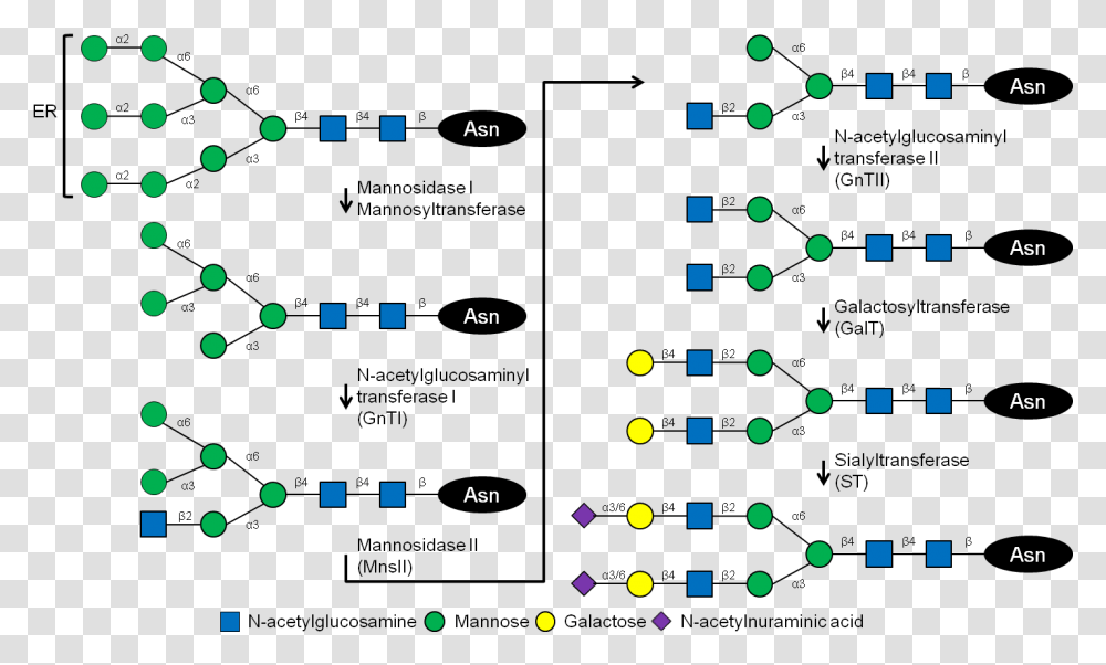 Glycosylation In Humans, Pac Man Transparent Png