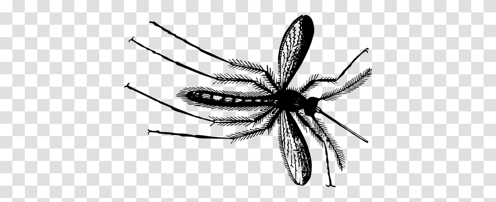 Gnat In Black And White, Gray, World Of Warcraft Transparent Png