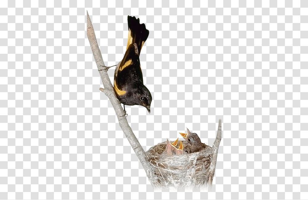 Gnezdo Ptenci Malenkaya Ptica Chicks Little Bird Birds, Nest, Bird Nest, Animal, Beak Transparent Png