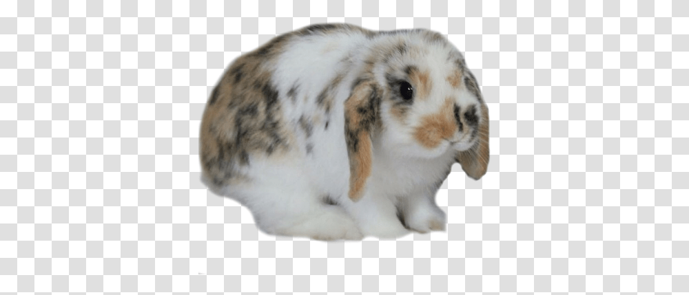 Gnome Child French Lop, Rodent, Mammal, Animal, Rabbit Transparent Png