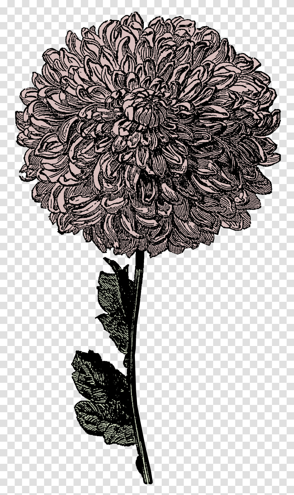 Go Ahead And Print It, Plant, Flower, Blossom, Floral Design Transparent Png