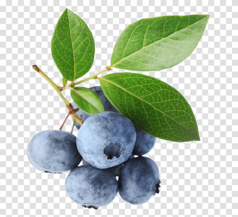 Go To Image Blueberry Photography, Plant, Fruit, Food, Leaf Transparent Png