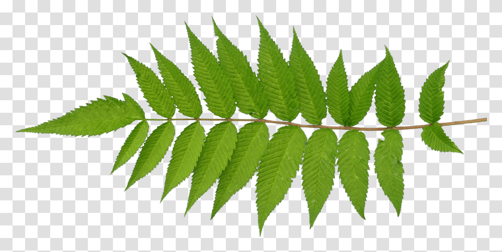 Go To Image Fern Texture Alpha Transparent Png