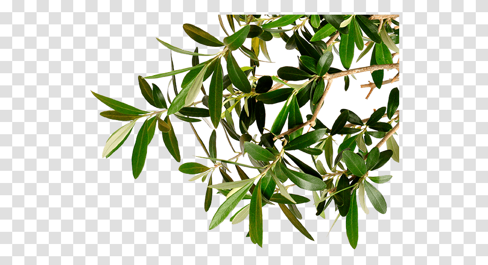 Go To Image Olive Tree Branch, Plant, Leaf, Flower, Food Transparent Png