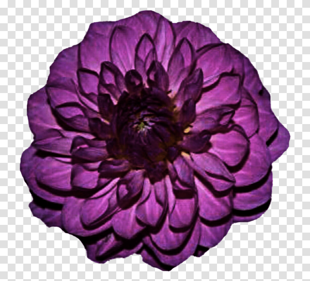 Go To Image Purple Flower, Dahlia, Plant, Blossom, Rose Transparent Png