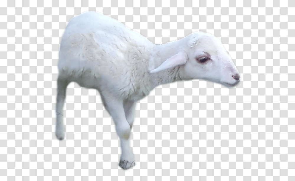 Go To Image Sheep, Mammal, Animal, Goat, Bird Transparent Png