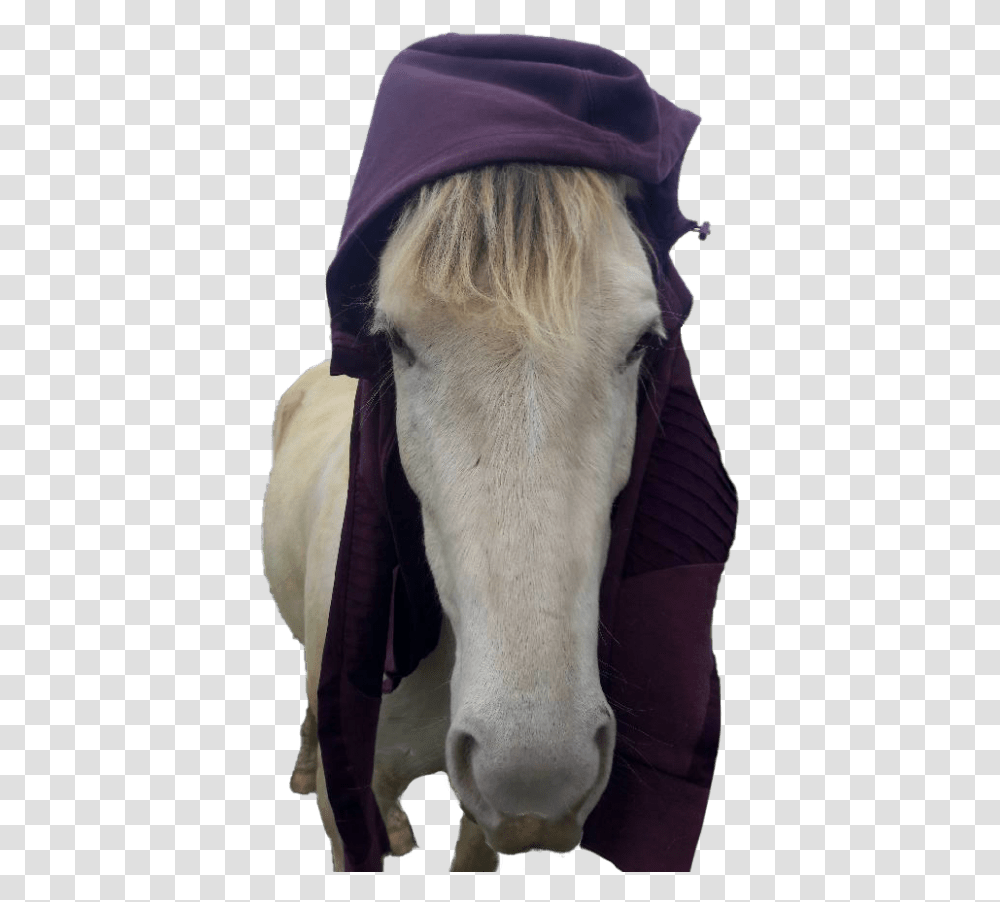 Go To Winston S, Horse, Mammal, Animal Transparent Png