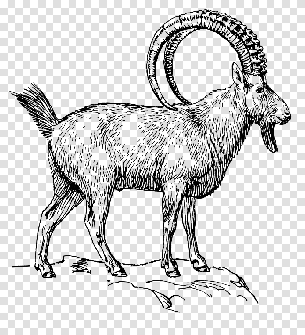 Goat 2 Ibex Clipart Black And White, Gray, World Of Warcraft Transparent Png