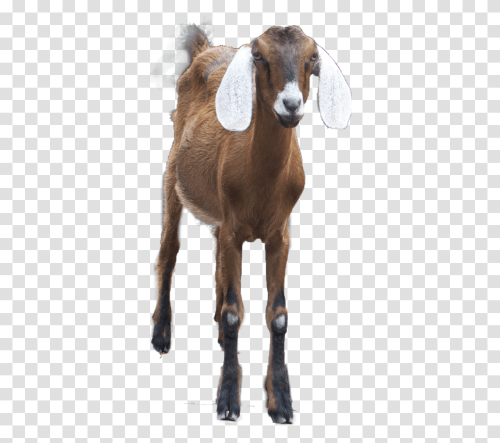 Goat Alpha Channel Clipart Images Gaot Pic In, Mammal, Animal, Cow, Cattle Transparent Png