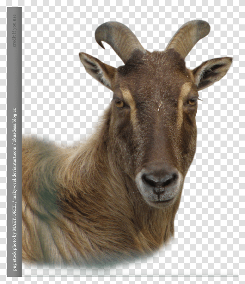 Goat And Sheep Goats Head, Mammal, Animal, Mountain Goat, Wildlife Transparent Png