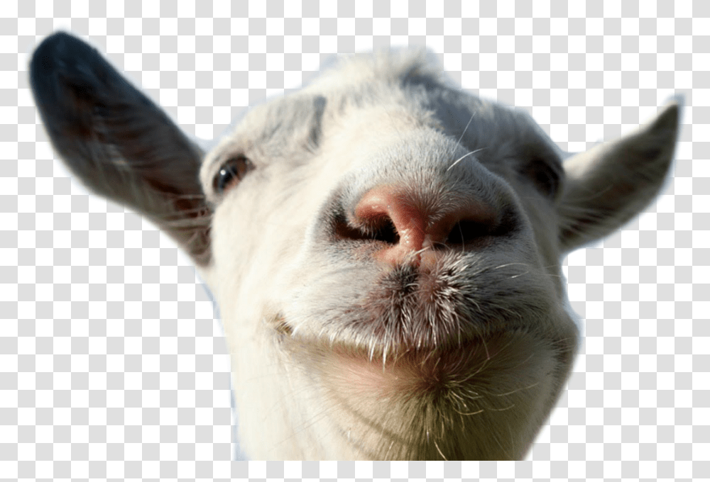 Goat Animal Farm Funny Lol Freetoedit Goat Simulator Logo, Mammal, Dog, Pet, Canine Transparent Png