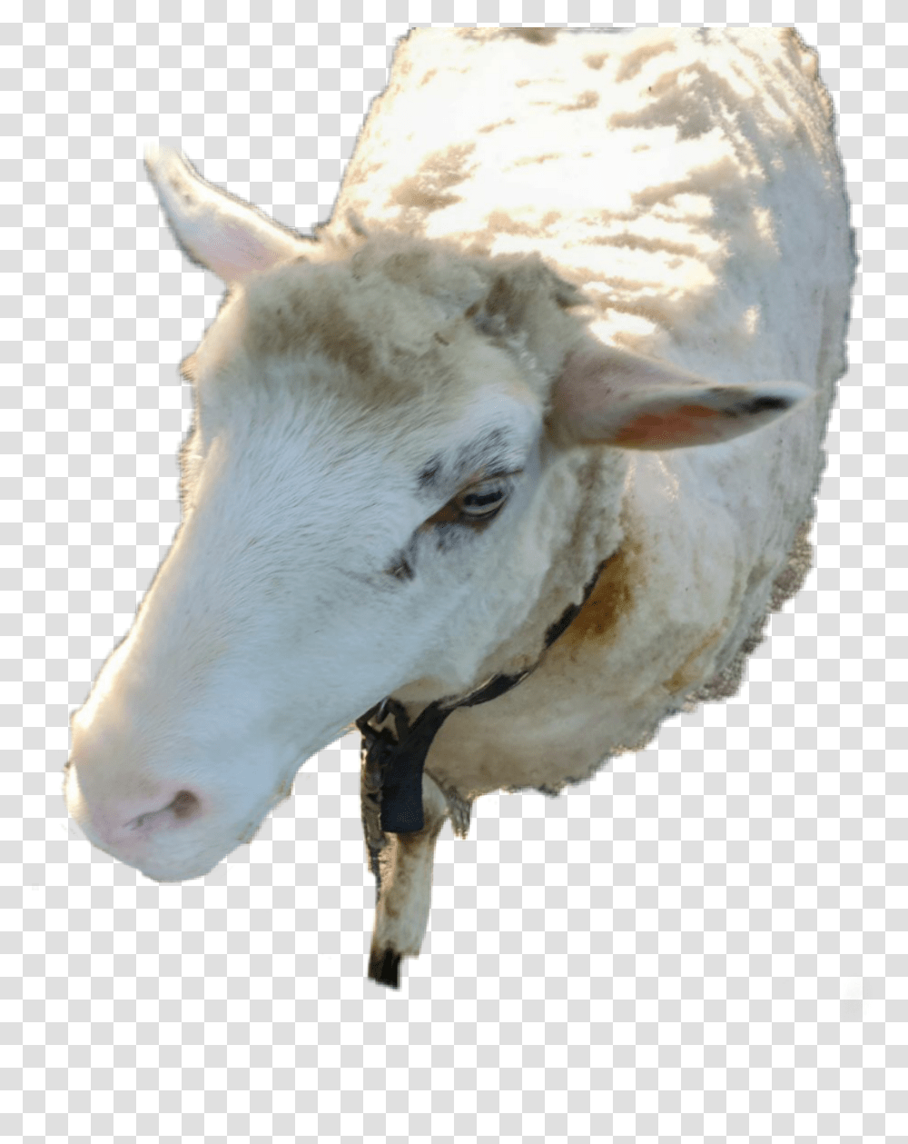 Goat Animal Granja Sheep Pretty Respect Sheep, Mammal, Cow, Cattle, Mountain Goat Transparent Png