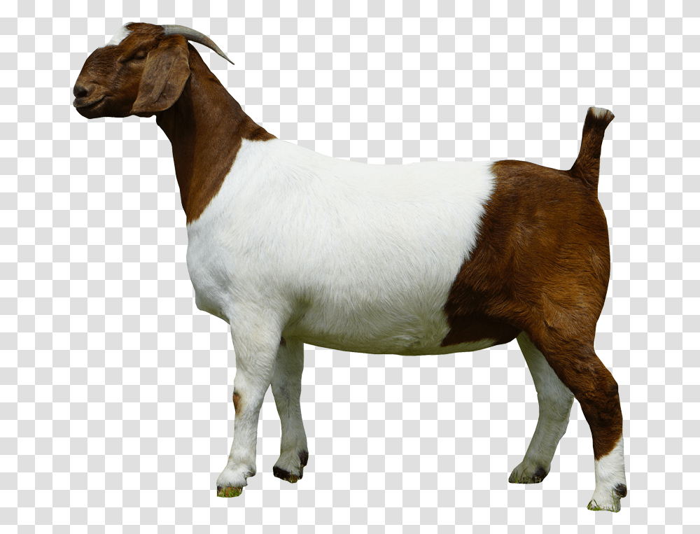 Goat, Animal, Mammal, Dog, Pet Transparent Png