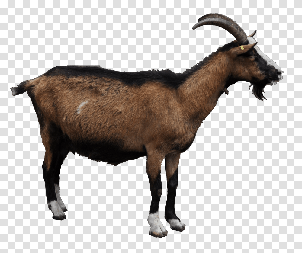 Goat, Animals, Antelope, Wildlife, Mammal Transparent Png