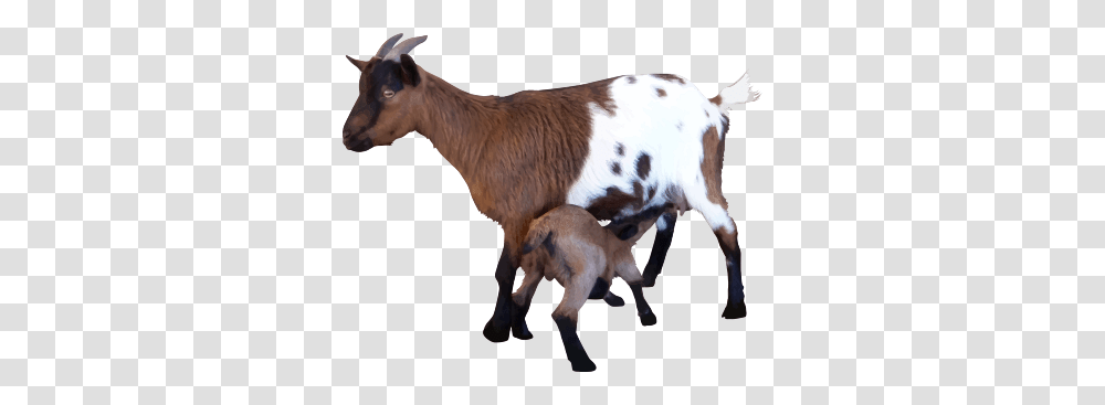 Goat, Animals, Cow, Cattle, Mammal Transparent Png
