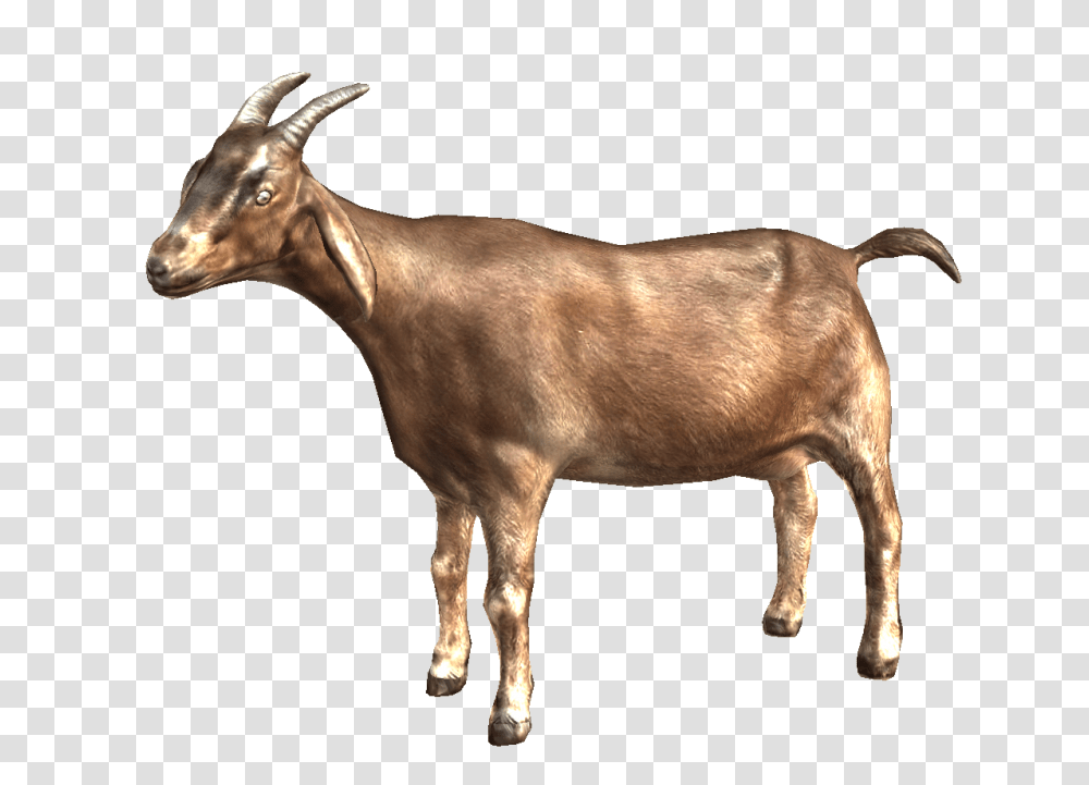 Goat, Animals, Mammal, Antelope, Wildlife Transparent Png
