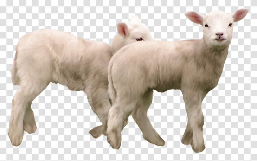 Goat, Animals, Mammal, Cattle, Sheep Transparent Png