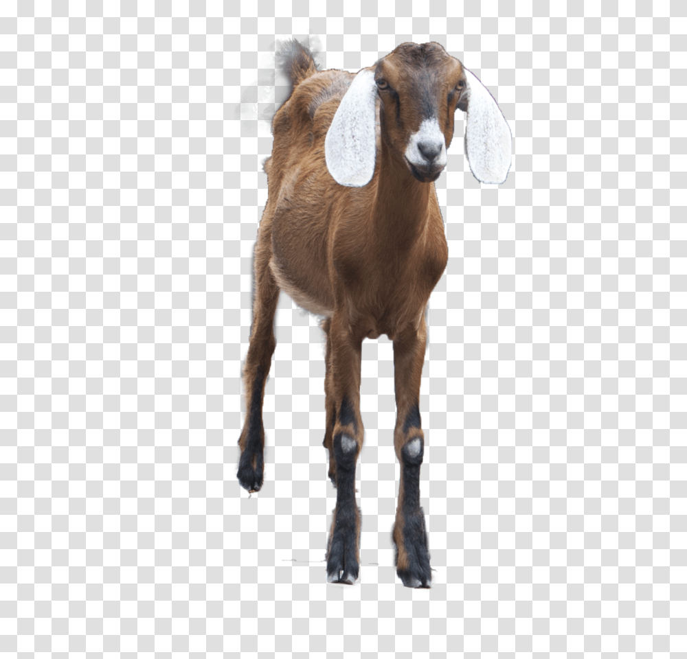 Goat, Animals, Mammal, Cow, Cattle Transparent Png