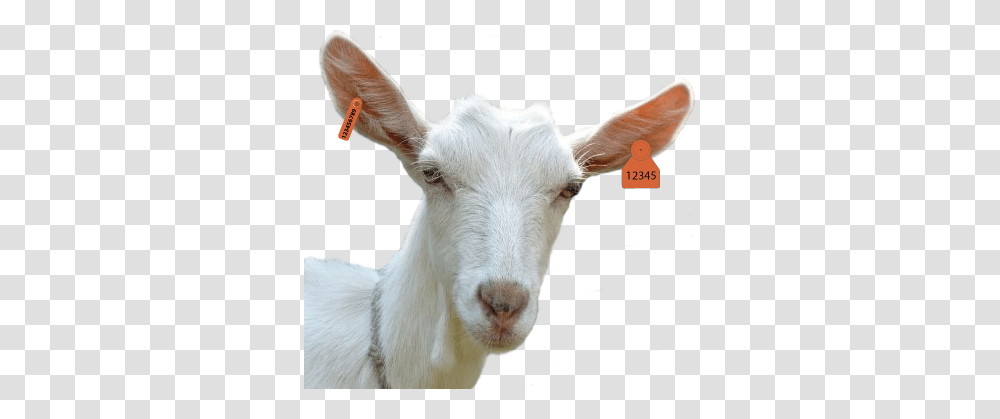 Goat, Animals, Mammal, Pig, Mountain Goat Transparent Png