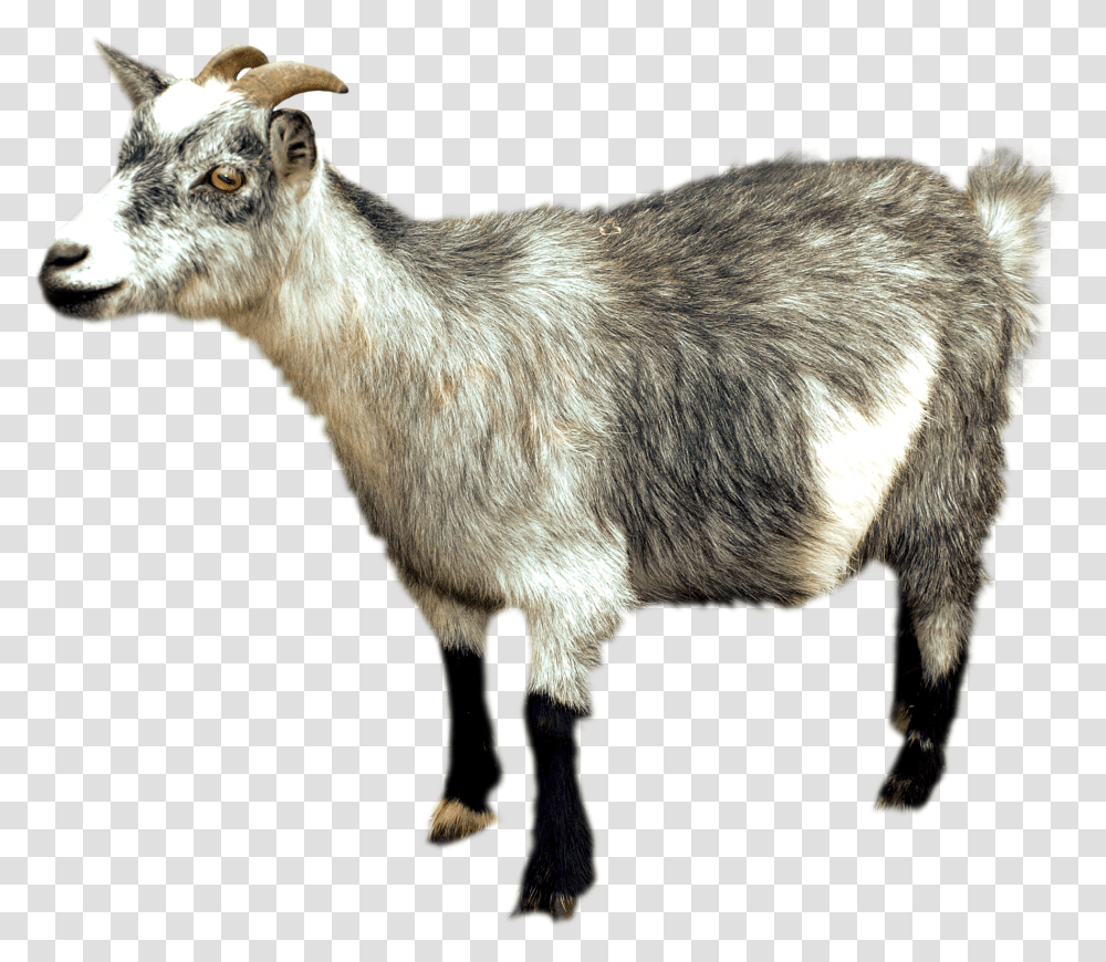 Goat, Animals, Mountain Goat, Wildlife, Mammal Transparent Png