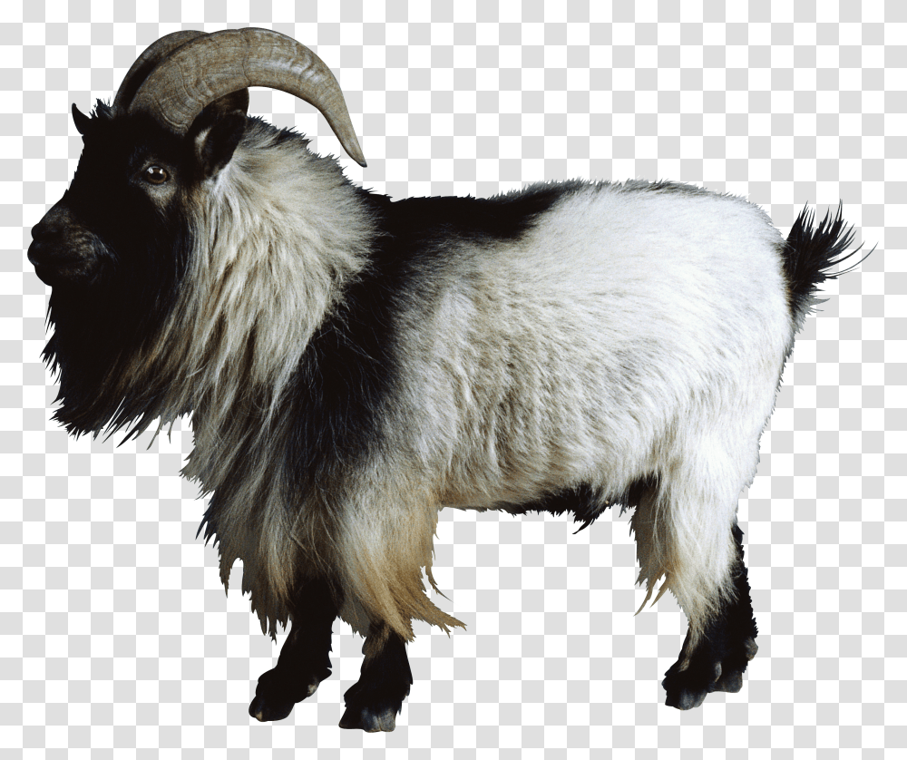 Goat, Animals Transparent Png