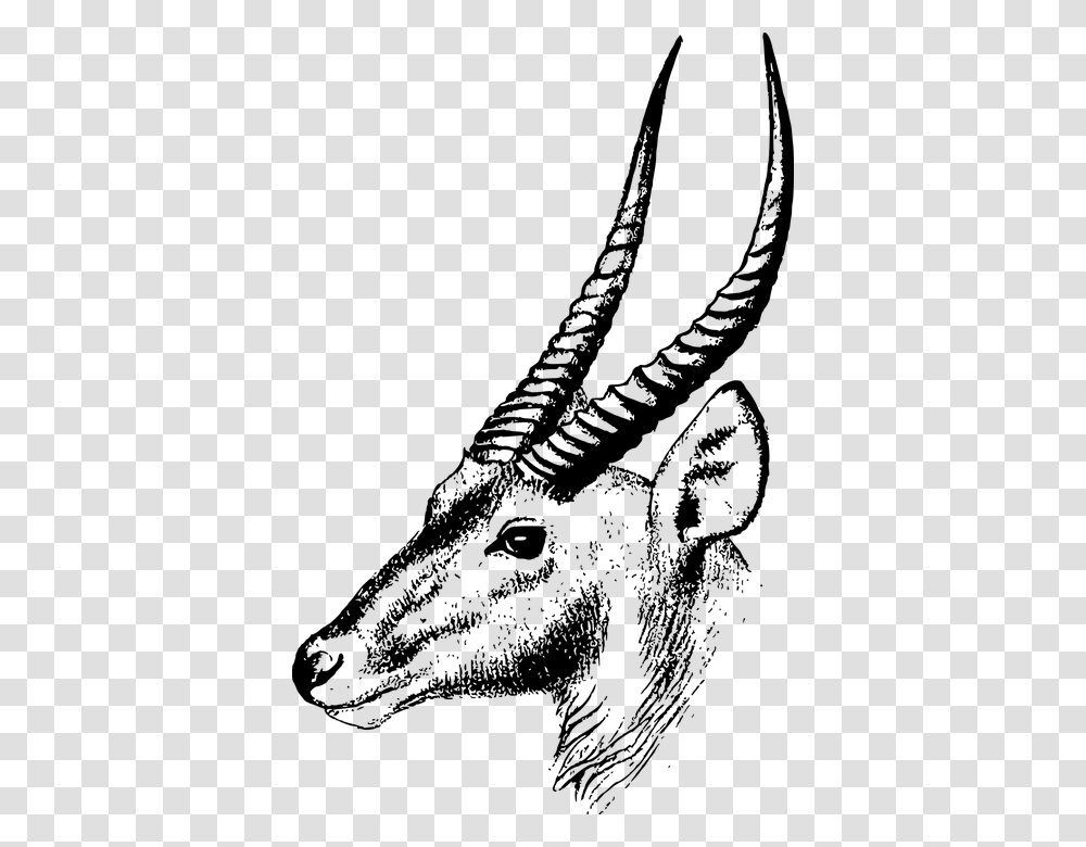 Goat Animalsnoutgoat Antelopeline Artcoloring Bookthomson Springbok Bull Black And White, Gray, World Of Warcraft Transparent Png