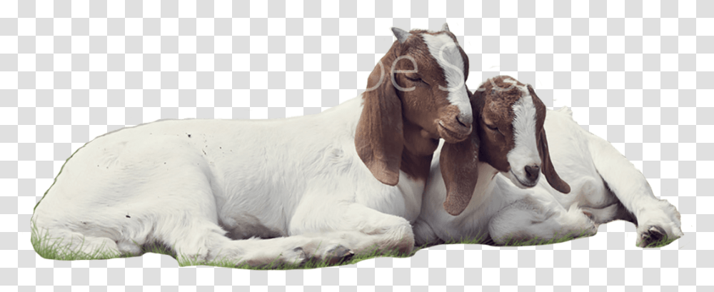 Goat Background Goat, Mammal, Animal, Dog, Pet Transparent Png