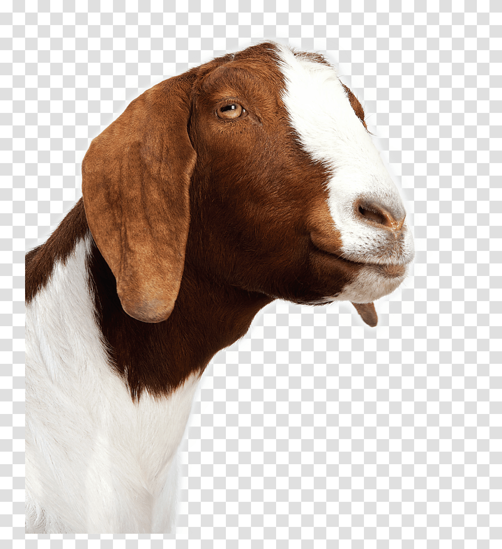 Goat Background White Anglo Nubian Goat, Mammal, Animal, Cow, Cattle Transparent Png
