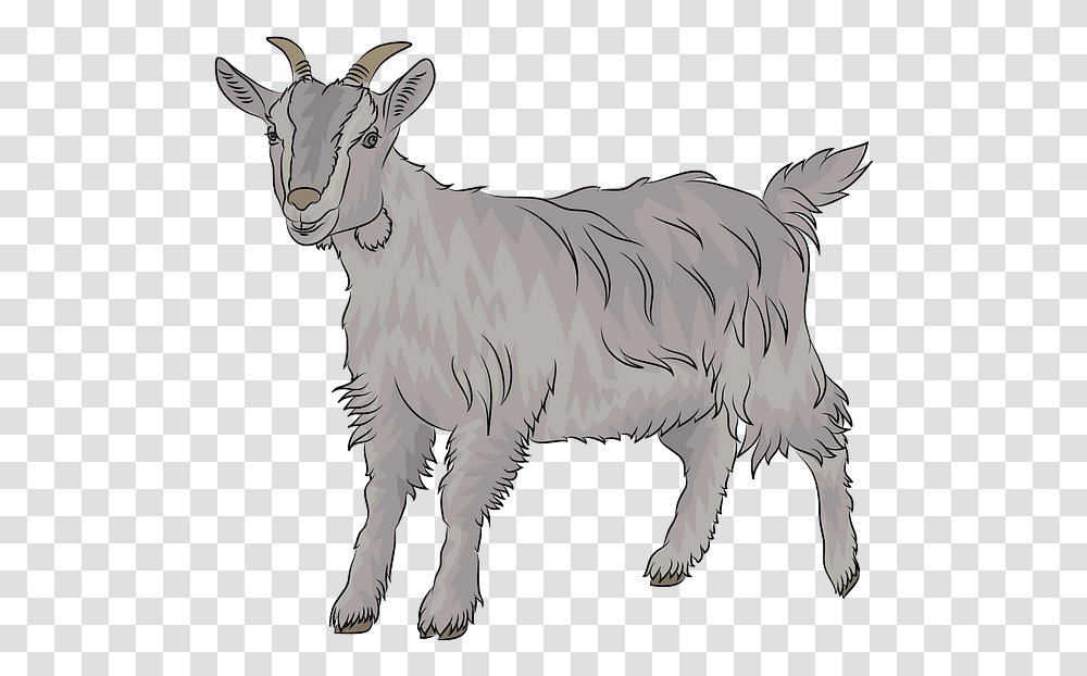 Goat Clipart, Animal, Mammal, Horse, Mountain Goat Transparent Png