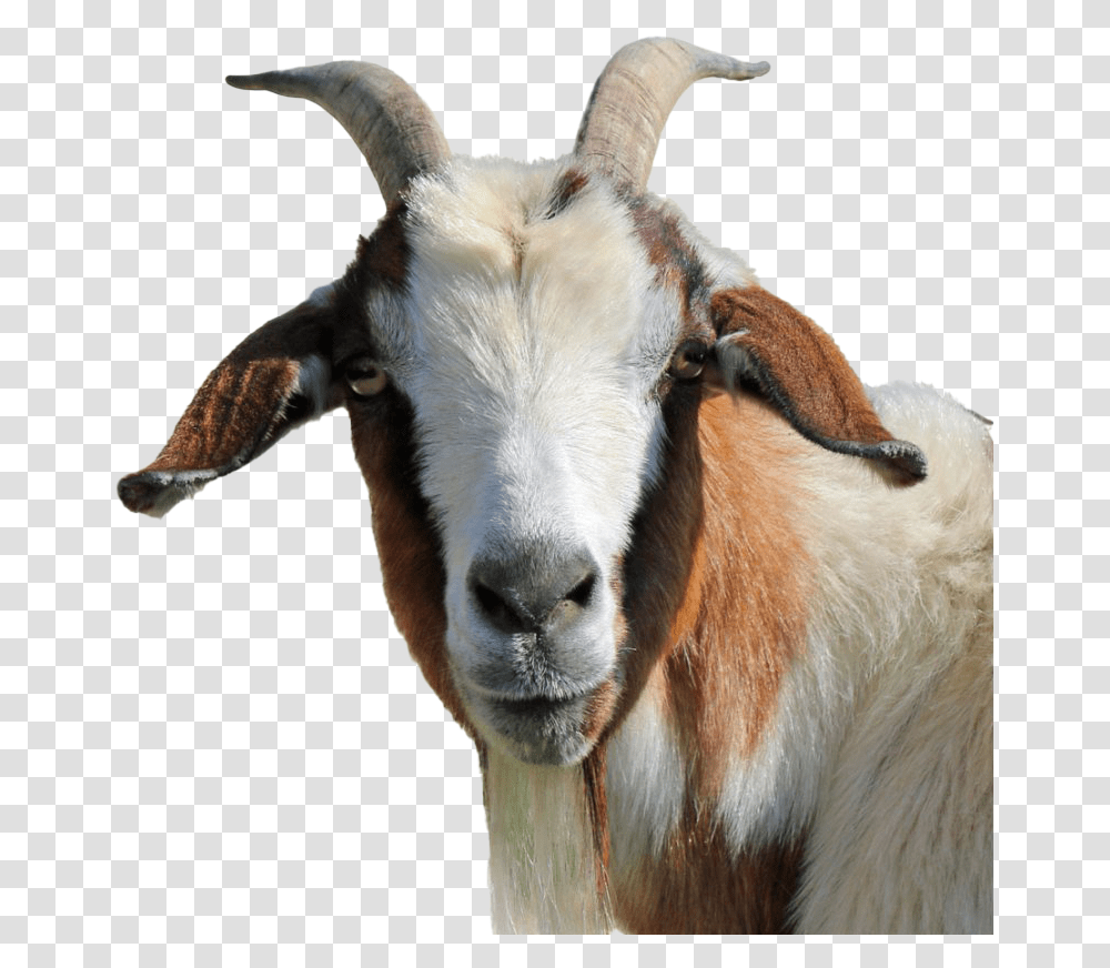 Goat Clipart Background Goat, Cow, Cattle, Mammal, Animal Transparent Png