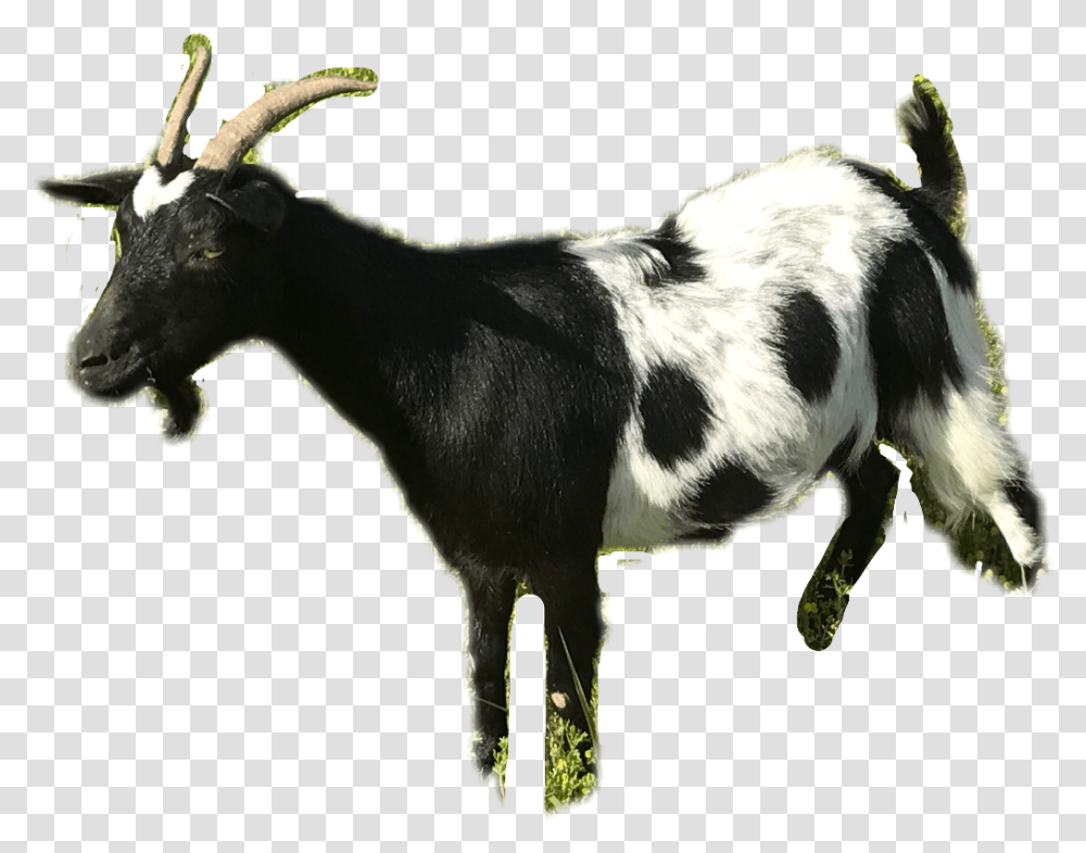 Goat Clipart Black And White Goat, Cow, Cattle, Mammal, Animal Transparent Png