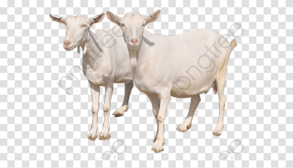 Goat Clipart Black And White Goats, Mammal, Animal, Cow, Cattle Transparent Png