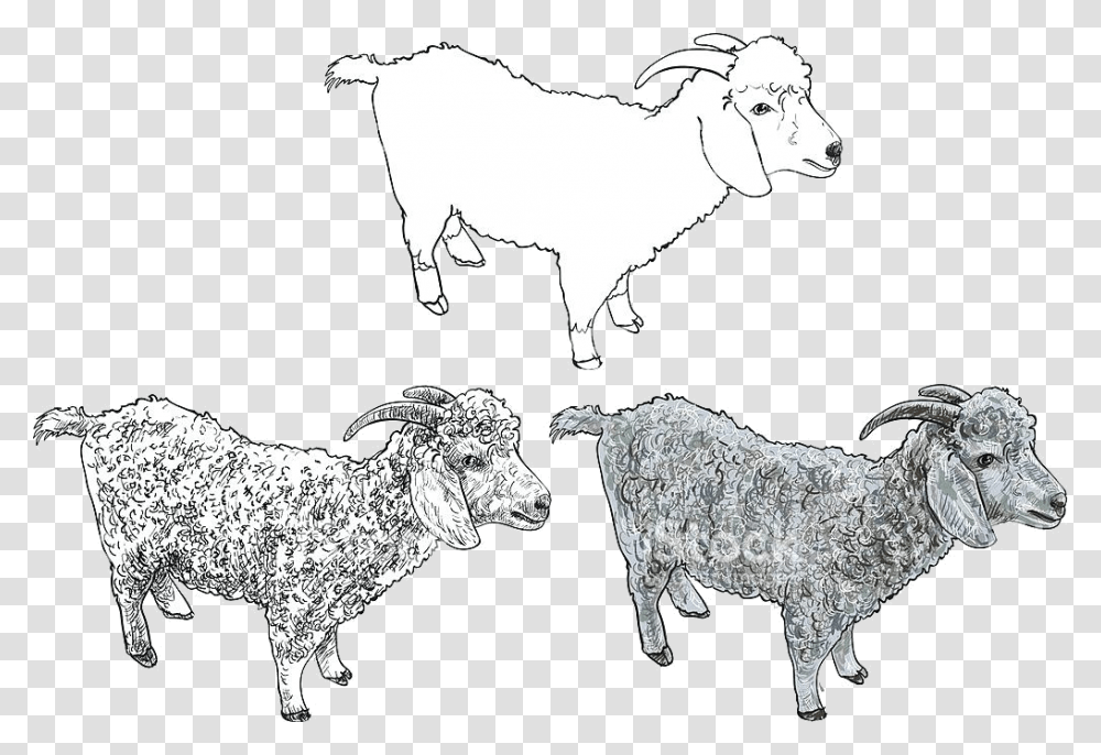 Goat Clipart Free Angora Stock Vector Art Mountain Ankara Kecisi Cizimi Kolay, Mammal, Animal, Sheep, Mountain Goat Transparent Png