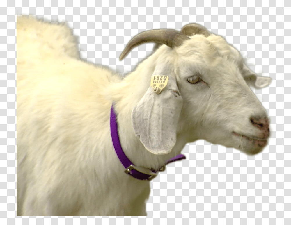 Goat, Cow, Cattle, Mammal, Animal Transparent Png