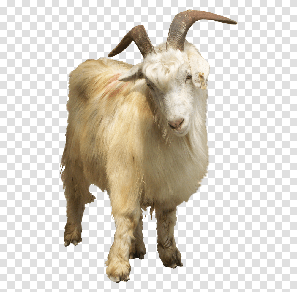 Goat, Cow, Cattle, Mammal, Animal Transparent Png