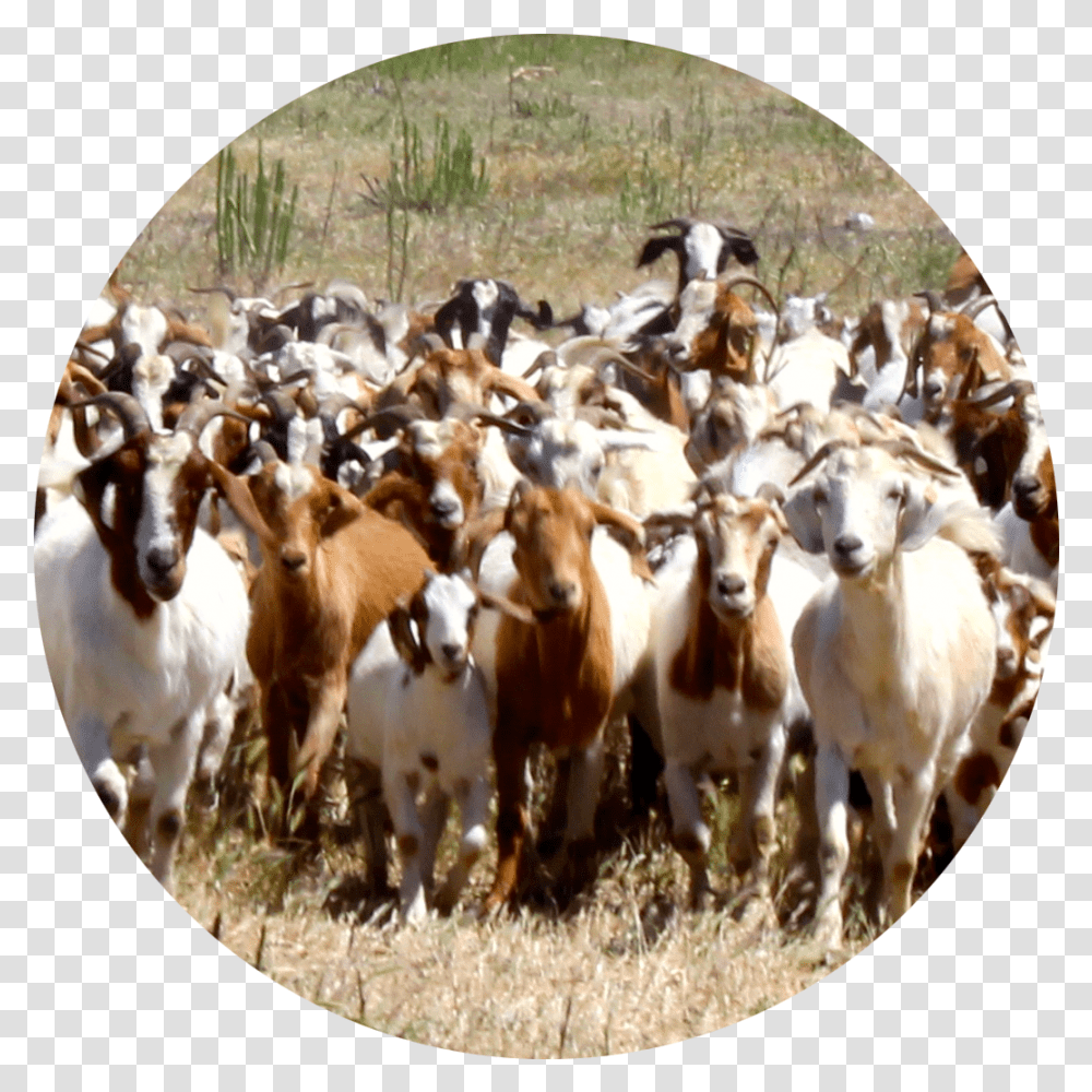 Goat, Cow, Cattle, Mammal, Animal Transparent Png