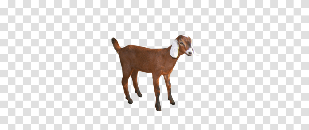 Goat, Dog, Pet, Canine, Animal Transparent Png