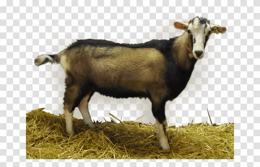 Goat Download Goat, Mammal, Animal, Cow, Cattle Transparent Png