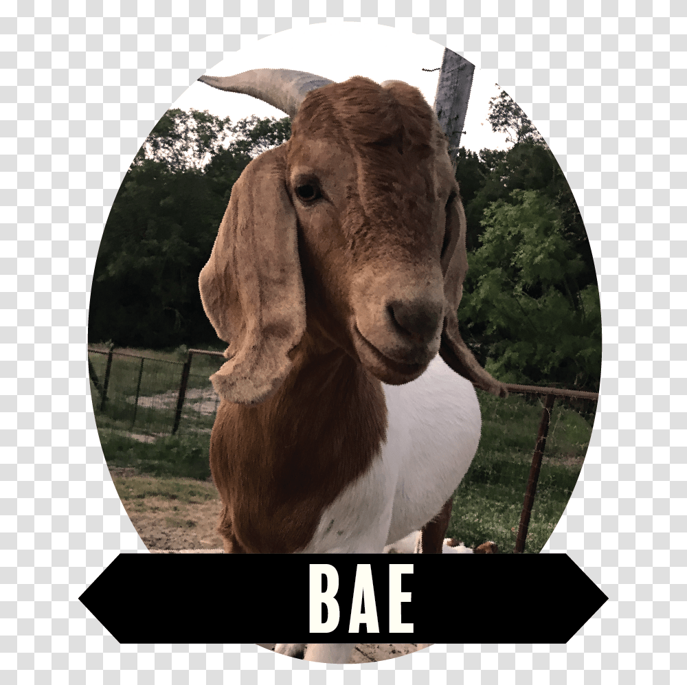 Goat Download Goat, Mammal, Animal, Cow, Cattle Transparent Png