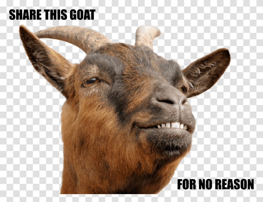Goat Download Image Arts Goat Head, Cow, Cattle, Mammal, Animal Transparent Png