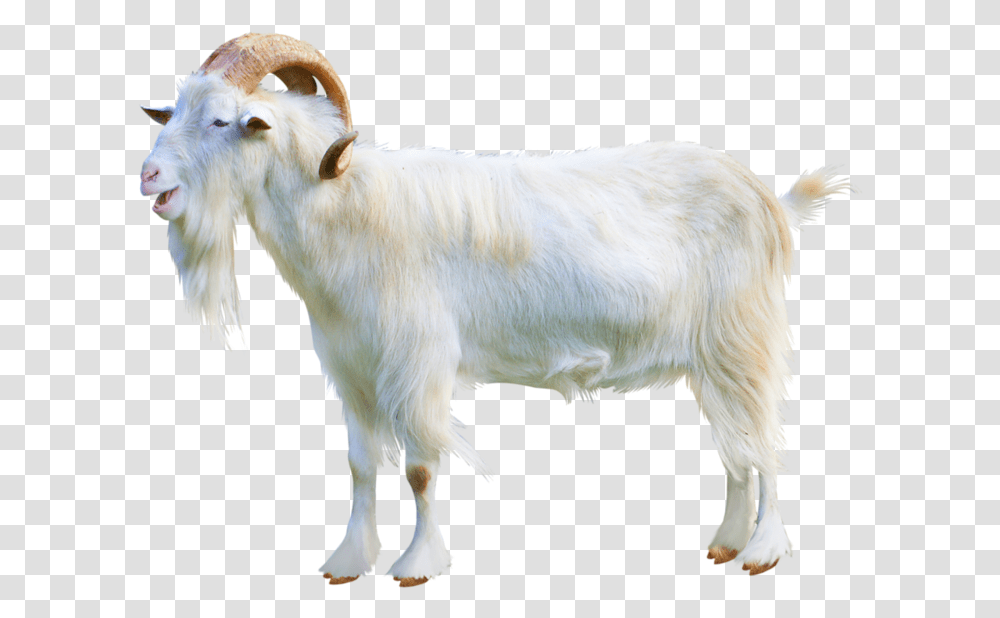 Goat Download Image Goat, Mountain Goat, Wildlife, Animal, Mammal Transparent Png